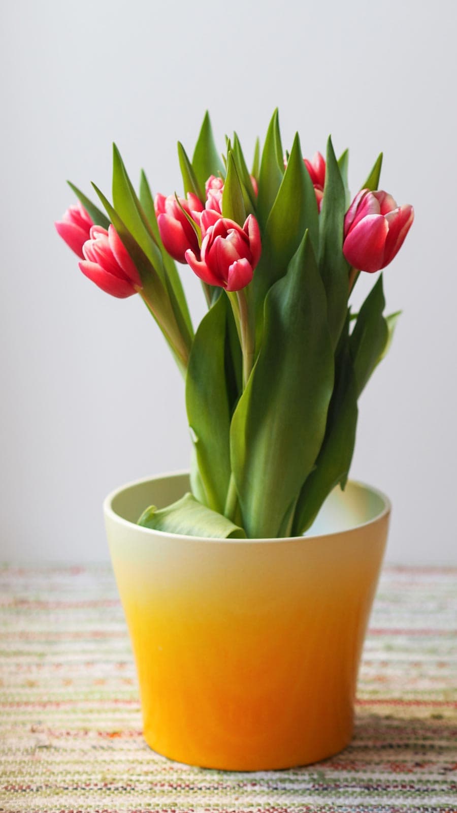 Tulip Pot, image 1
