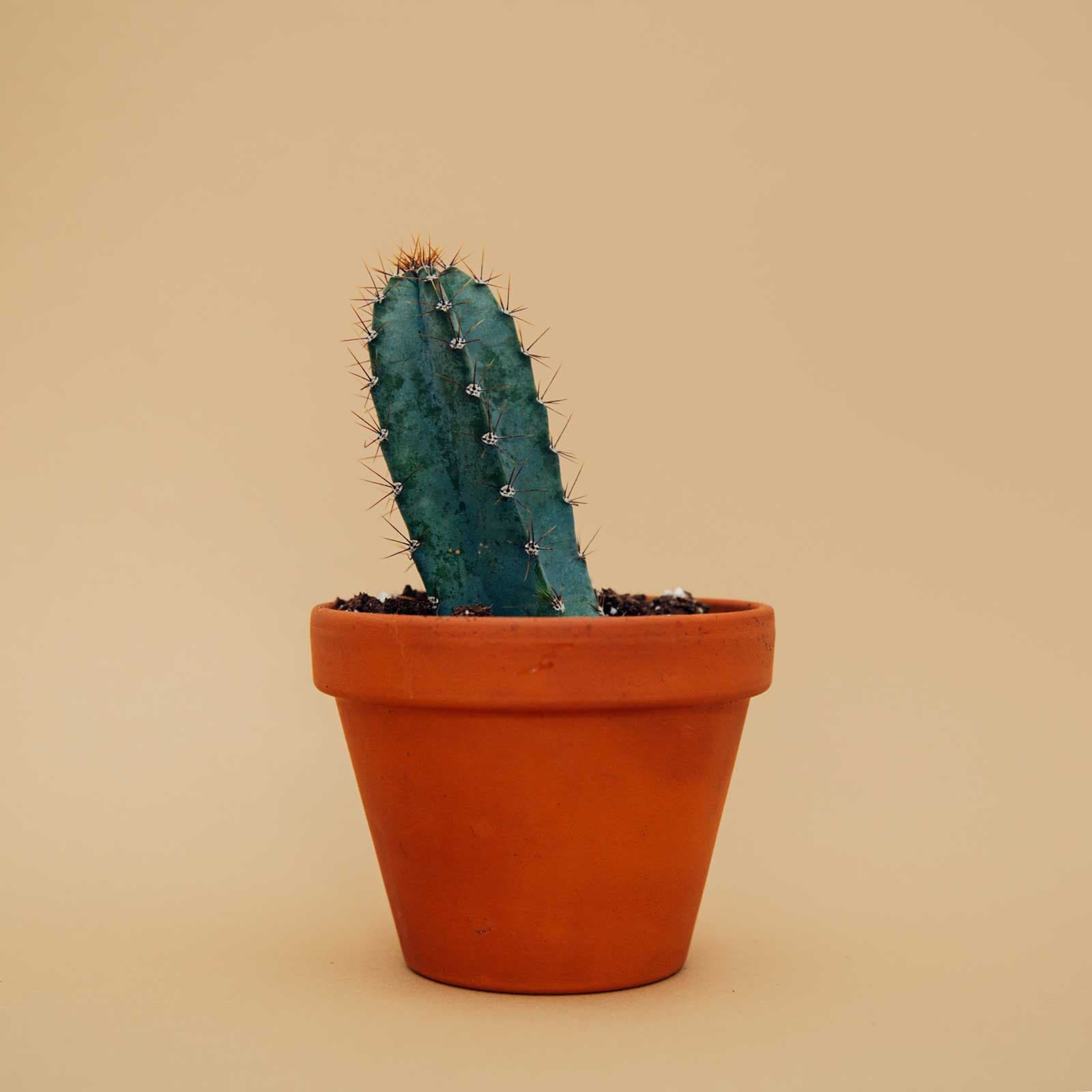 Spiky Cactus, image 1