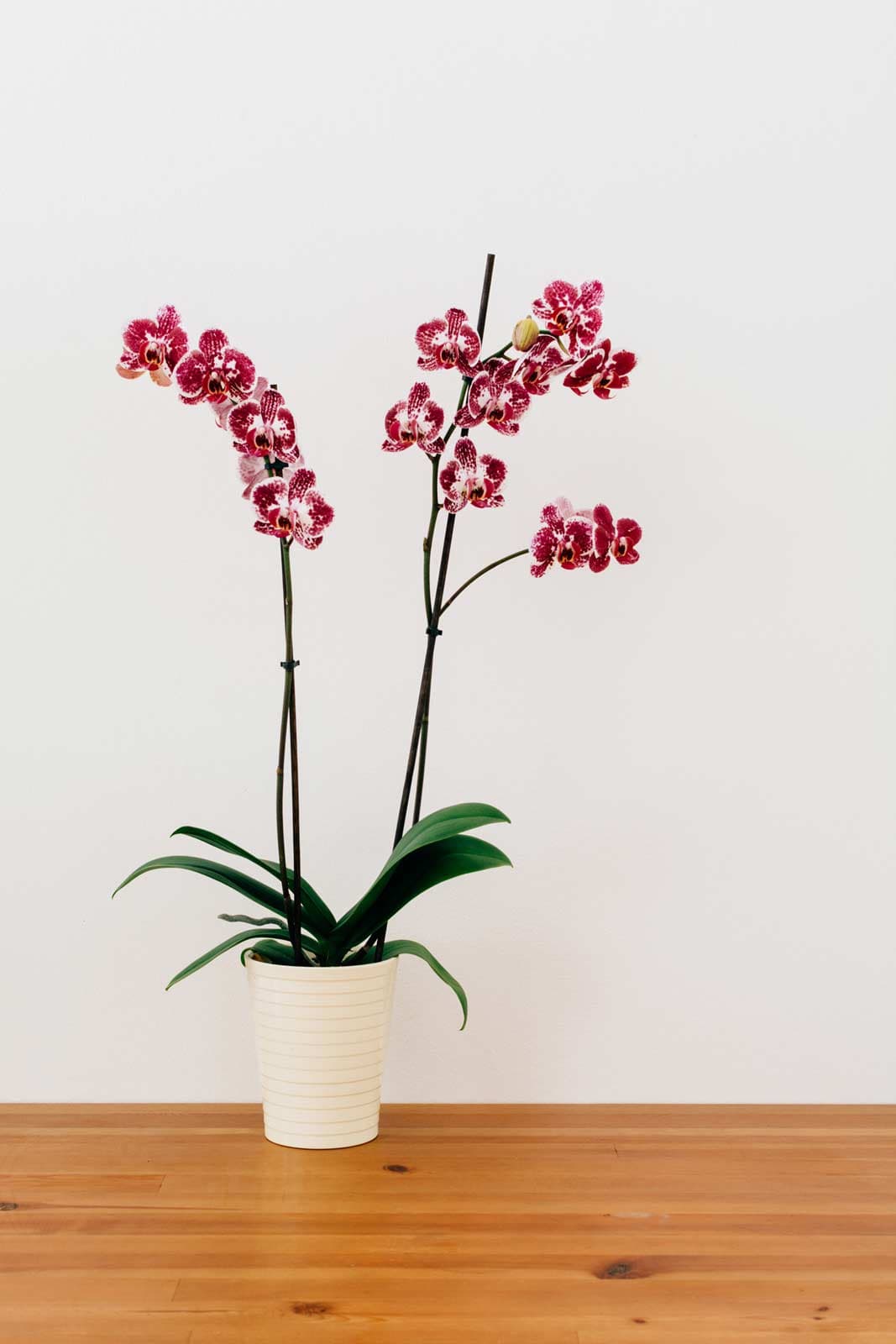 Orchid, image 1