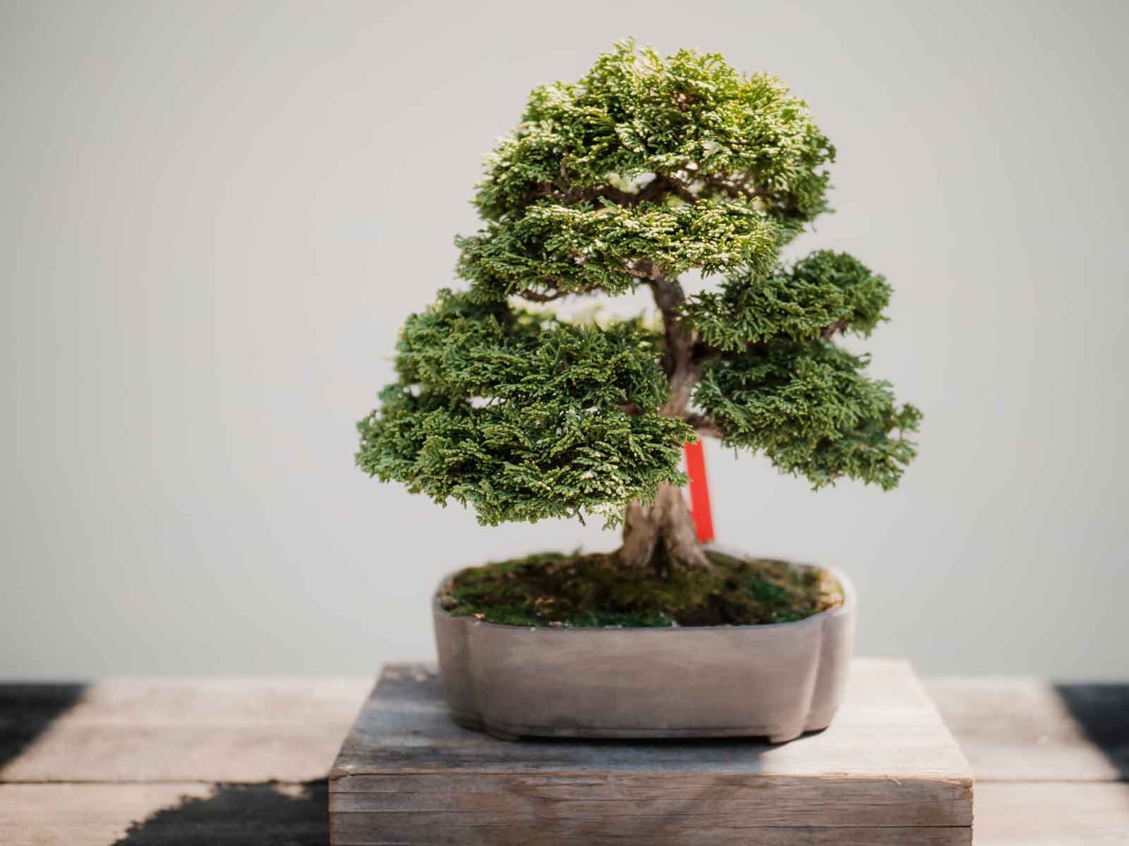 Bonsai Tree, image 1