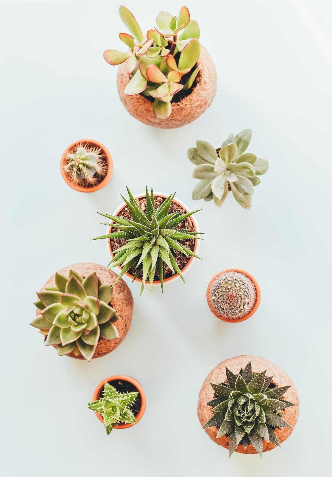 Assorted Indoor Succulents, image 1