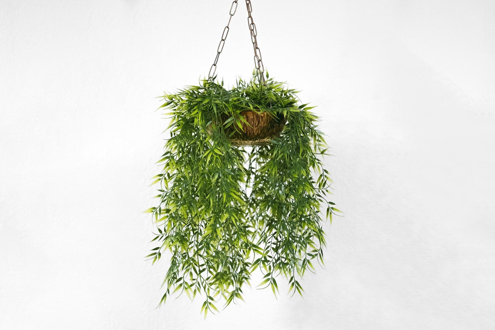 Hanging Plant, image 1